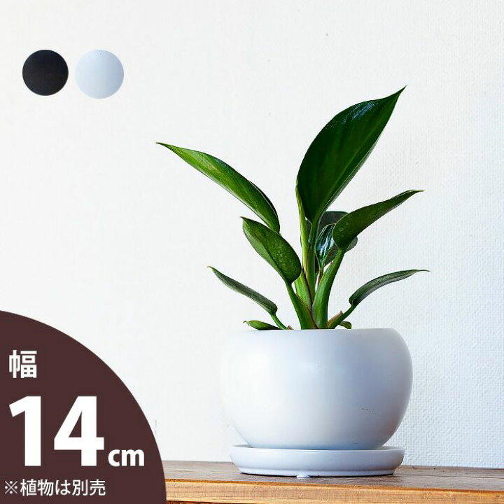 楽天市場 おしゃれな植木鉢 ボール型 陶器鉢 14cm ｅ 花屋さん