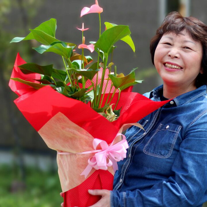 楽天市場 アンスリュームと 2種のグリーンの寄せ植え 今月の植物 ｅ 花屋さん
