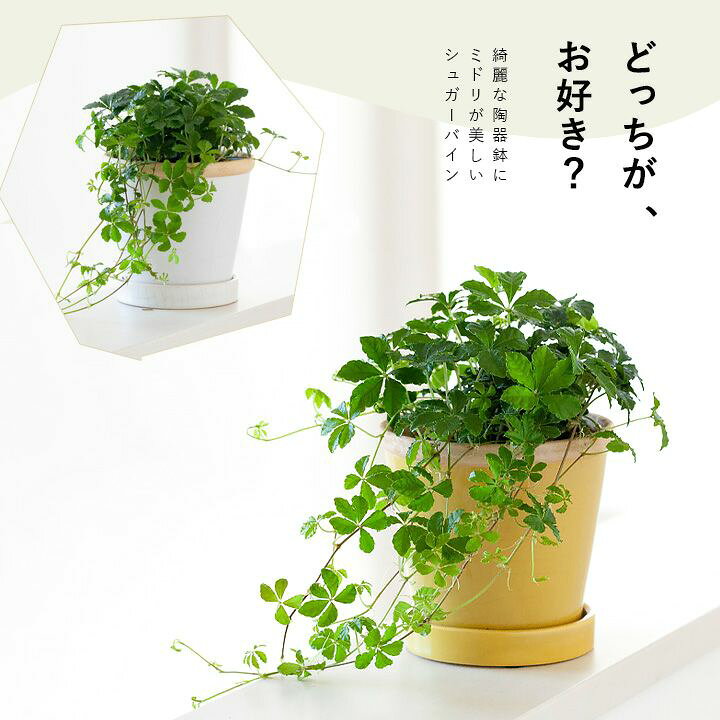 楽天市場 パルテノシッサス シュガーバイン ｅ 花屋さん