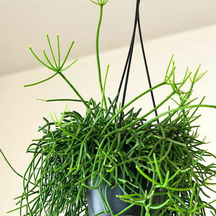 楽天市場 リプサリス テレス ヘテロクラダ 今月の植物 ｅ 花屋さん