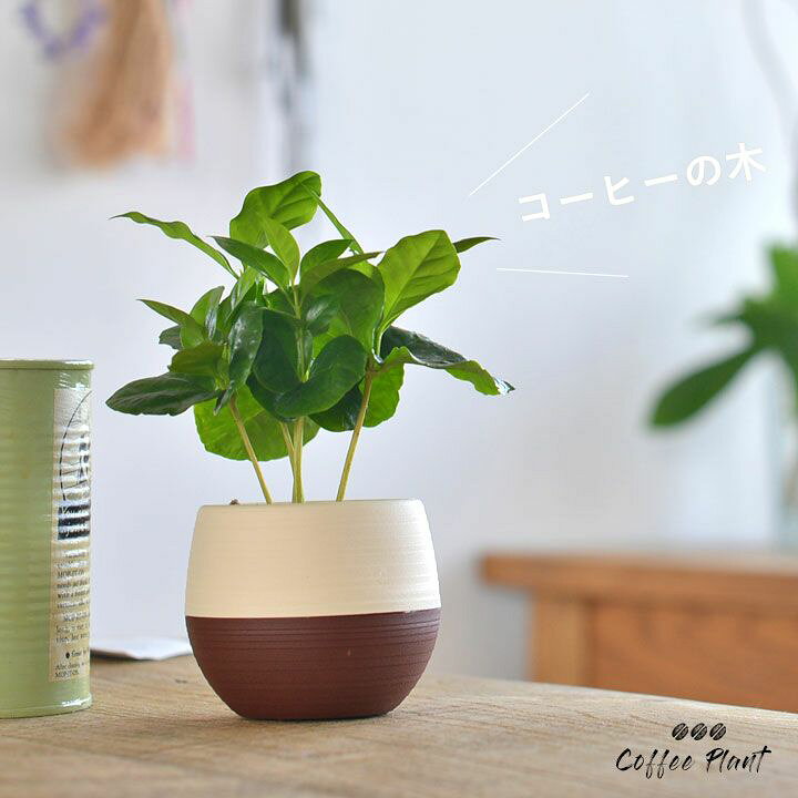 楽天市場 お届けは6 30 デスクの上で やすらぎのcoffeタイムを 小さな 小さなコーヒーの木 鉢の色はお任せです 今月の観葉植物 ｅ 花屋さん
