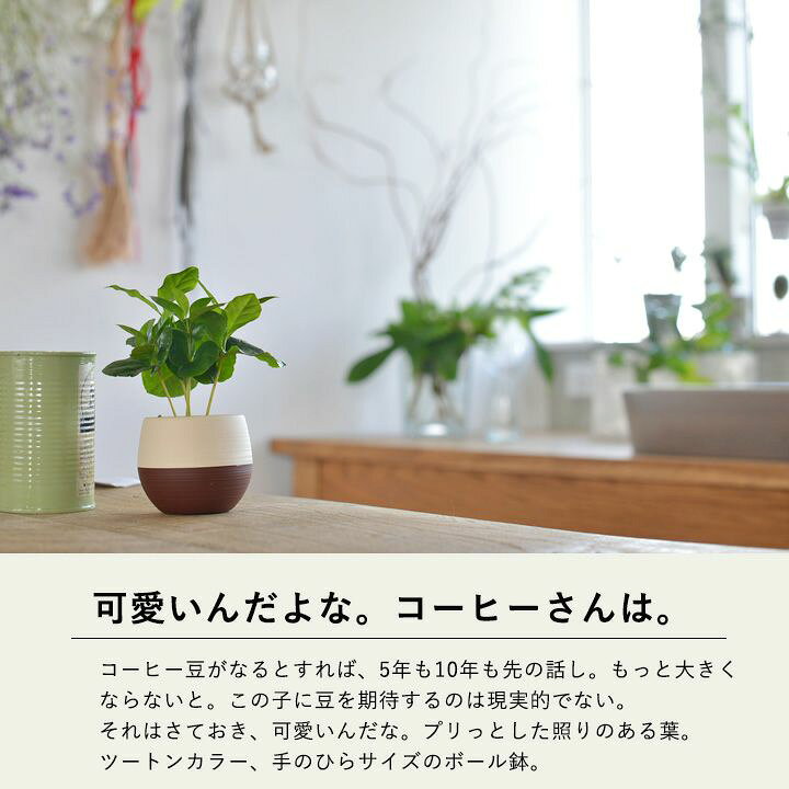 楽天市場 デスクの上で やすらぎのcoffeタイムを 小さな 小さなコーヒーの木 鉢の色はお任せです 今月の観葉植物 ｅ 花屋さん