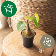 【お届けは10/9〜】作ろう、塊根！プセウドボンバックス・エリプティカム（実生2.5号）エリプチクム 塊根…