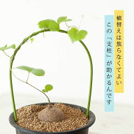 亀甲竜（キッコウリュウ）小さいアンドン仕立てディオスコレア エレファンティペス 観葉植物 塊根 ミニ …