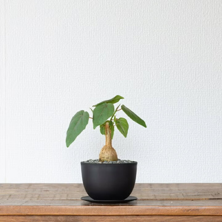 楽天市場】塊根植物みたいなゴムの木｜フィカス・ペティオラリス観葉 