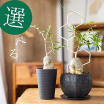 楽天市場】フォッケア エデュリス（花・観葉植物｜花・ガーデン・DIY 