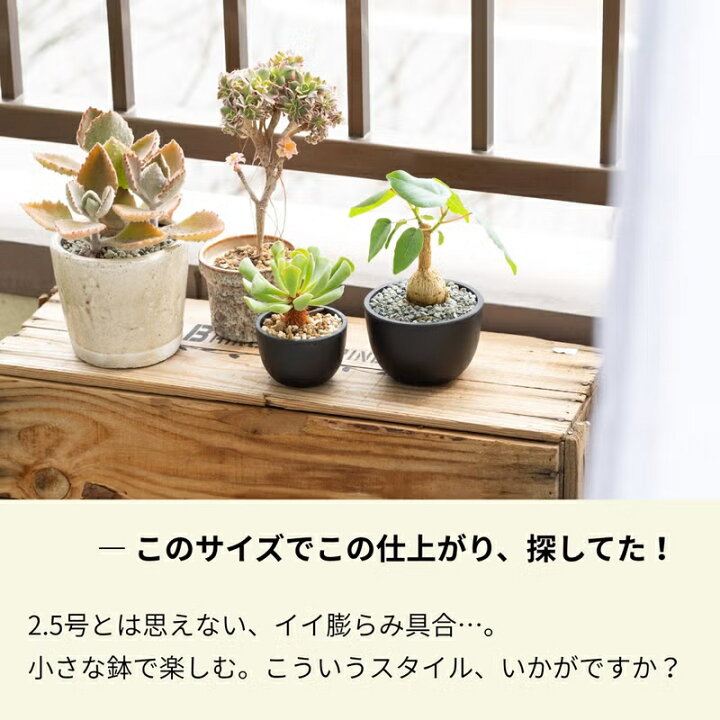 楽天市場】塊根植物みたいなゴムの木｜フィカス・ペティオラリス観葉 