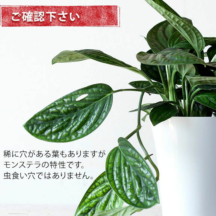 楽天市場 めずらしいモンステラ ジェイドシャトルコック観葉植物 インテリア 今月の植物 ｅ 花屋さん
