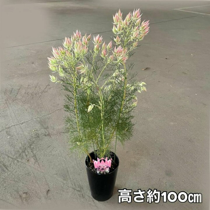 楽天市場 詳しい育て方ガイド付き セルリア プリティピンク6号鉢 同梱不可商品です 今月の植物 ｅ 花屋さん