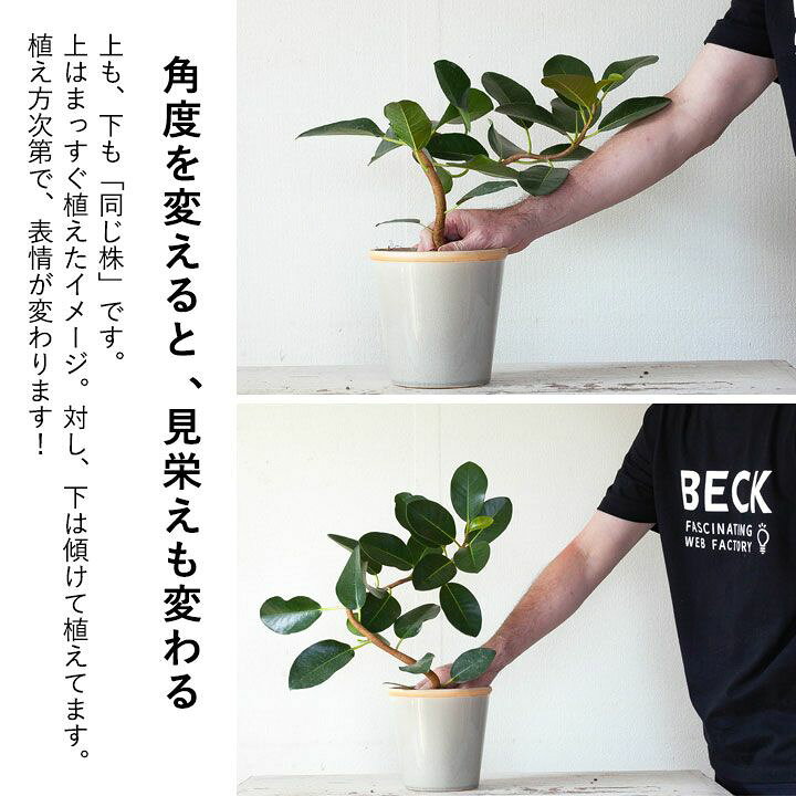 楽天市場 予約品 お届けは9 10 観葉植物 今月のおすすめ 幹曲り フランスゴムの木3 5号苗 e 花屋さん 楽天市場 予約品 お届けは9 10 観葉植物 今月のおすすめ 幹曲り フランスゴムの木3 5号苗 e 花屋さん