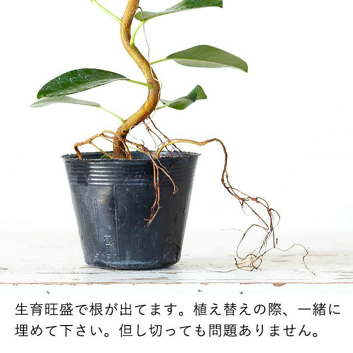 楽天市場 予約品 お届けは9 10 観葉植物 今月のおすすめ 幹曲り フランスゴムの木3 5号苗 ｅ 花屋さん