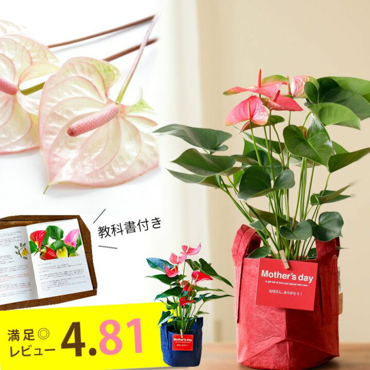 楽天市場 満足度no 1母の日ギフト 名人 小松さんのアンスリウム特秀品 Rootpouch社の布鉢で より可愛く 同梱不可商品です 今月のおすすめ ｅ 花屋さん