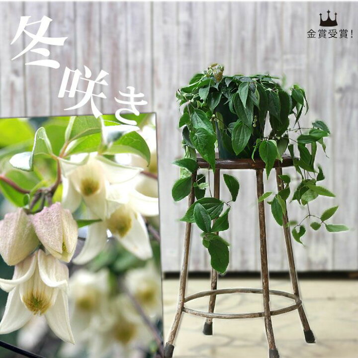 楽天市場 冬咲きクレマチス アンスンエンシス 今月の植物 ｅ 花屋さん
