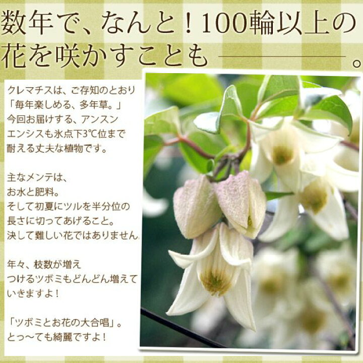 楽天市場 冬咲きクレマチス アンスンエンシス 今月の植物 ｅ 花屋さん