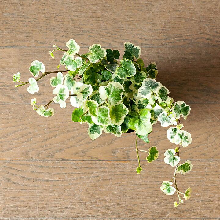 楽天市場 ヘデラ 雪ほたる 3号苗 ｅ 花屋さん