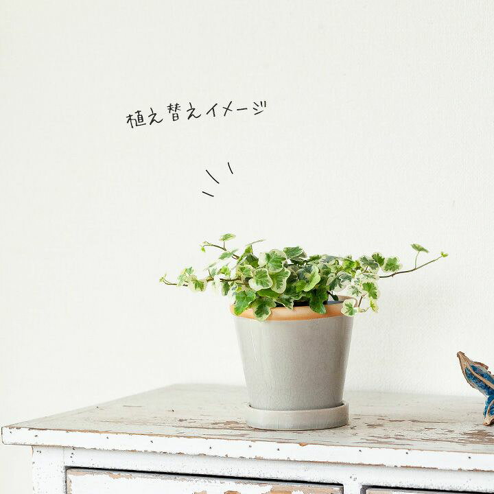 楽天市場 ヘデラ 雪ほたる 3号苗 ｅ 花屋さん