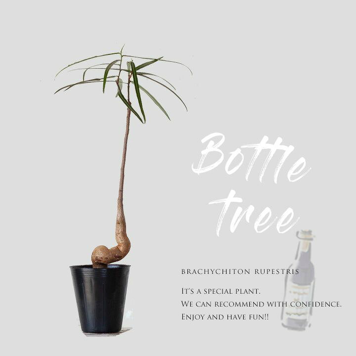 楽天市場 面白い 可愛らしい ボトルツリー同梱不可商品です ｅ 花屋さん