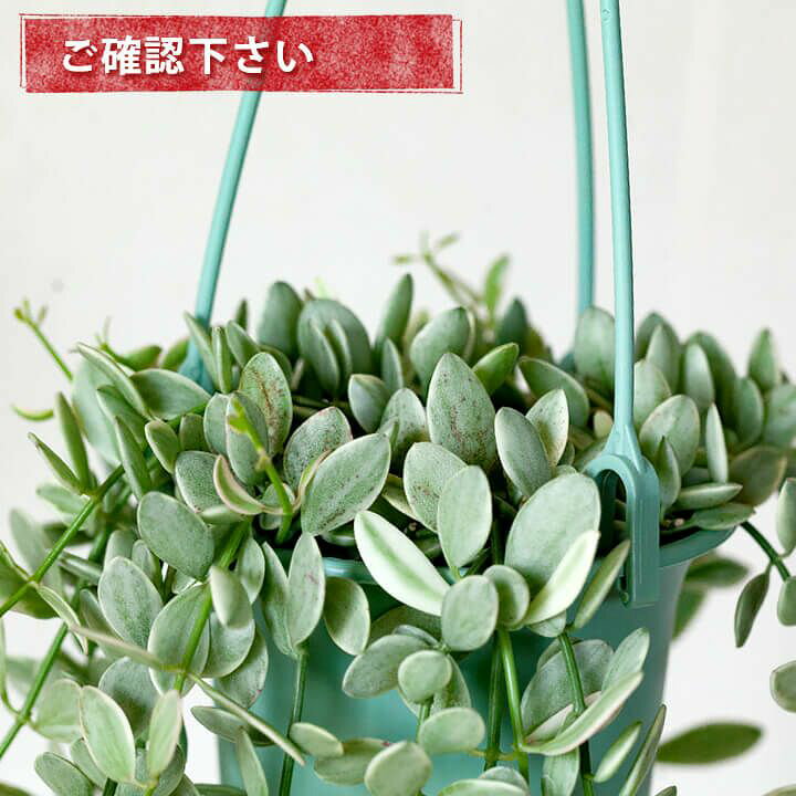 楽天市場】斑入りのディスキディア・エメラルド : e-花屋さん