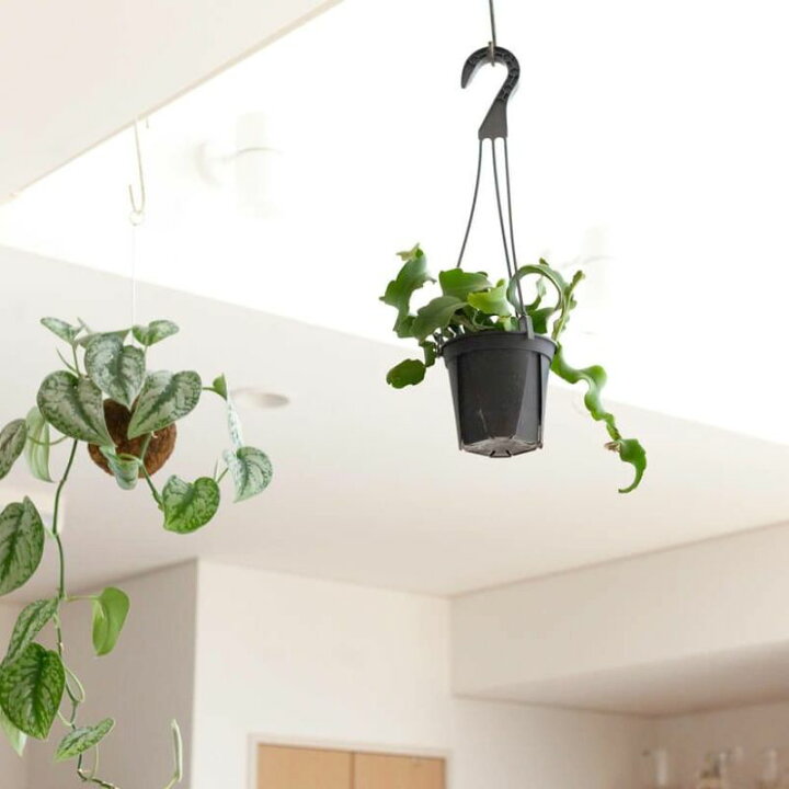 楽天市場 エピフィラム グアテマレンシス ｅ 花屋さん