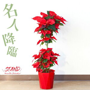 y\iE͂11/15`z|CZ`AEC^AbhOfsił A v[g Mtg NX}X  bh j Vzj zj