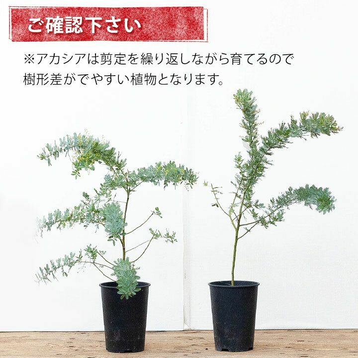 楽天市場 ミモザアカシア しっかり育てた6号サイズ 同梱不可 ｅ 花屋さん