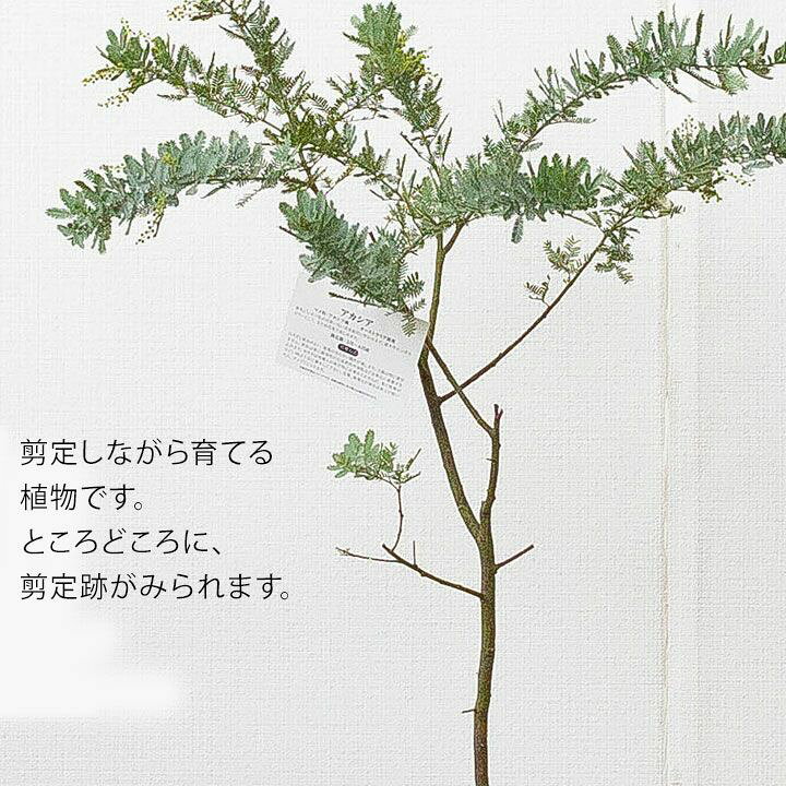 楽天市場 ミモザアカシア しっかり育てた6号サイズ 同梱不可 e 花屋さん 楽天市場 ミモザアカシア しっかり育てた6号サイズ 同梱不可 e 花屋さん