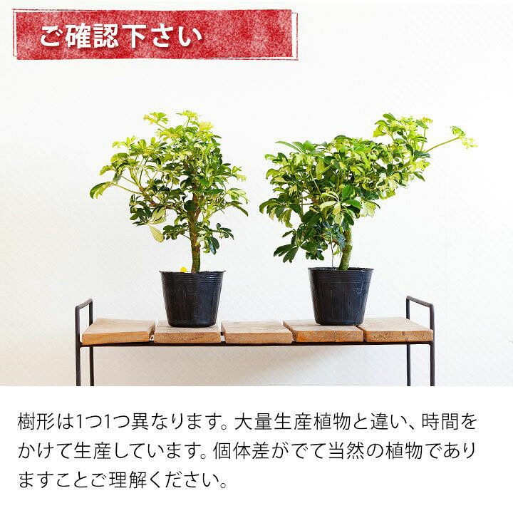楽天市場 小さめサイズで幹を太らせ コンパクトに作りこんだシェフレラ ｅ 花屋さん