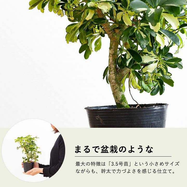 楽天市場 小さめサイズで幹を太らせ コンパクトに作りこんだシェフレラ ｅ 花屋さん