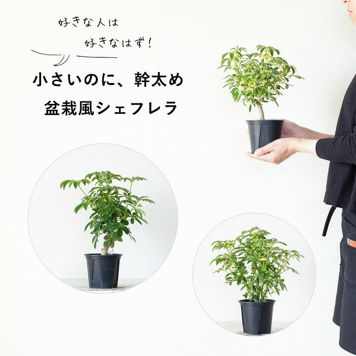 楽天市場 小さめサイズで幹を太らせ コンパクトに作りこんだシェフレラ e 花屋さん 楽天市場 小さめサイズで幹を太らせ コンパクトに作りこんだシェフレラ e 花屋さん