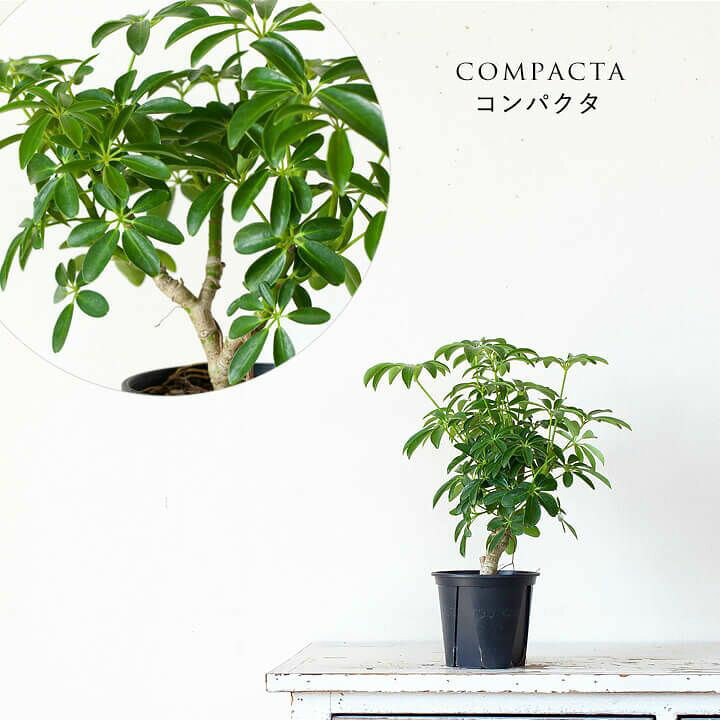 楽天市場 小さめサイズで幹を太らせ コンパクトに作りこんだシェフレラ ｅ 花屋さん