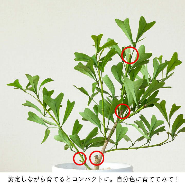 楽天市場 ひらり ひらり シェフレラ トライアンギュラリス 今月の植物 ｅ 花屋さん