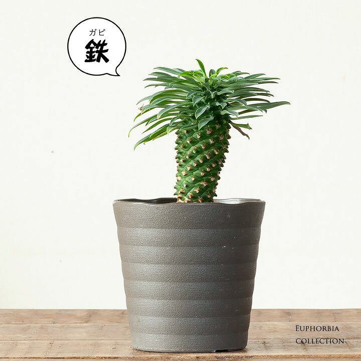 楽天市場 観葉植物 今月のおすすめ ガビ鉄 ｅ 花屋さん