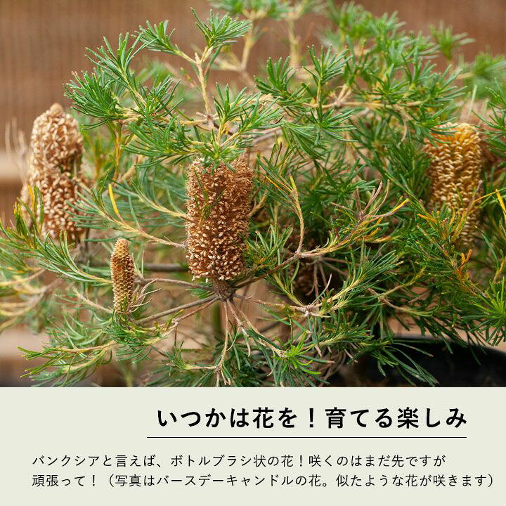 楽天市場】咲かせてみたい。ヘアピンバンクシア（今月の植物） : e 