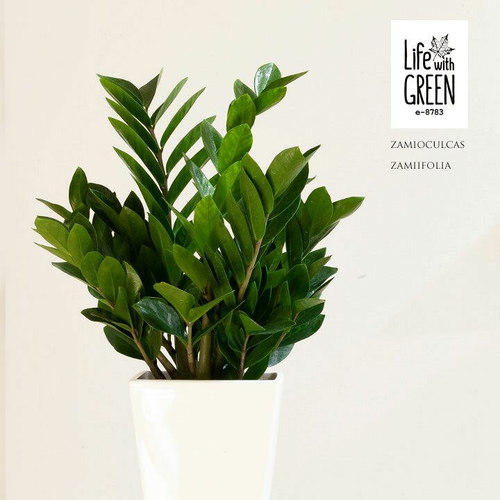 楽天市場 ザミオクルカス ザミーフォリア ｅ 花屋さん