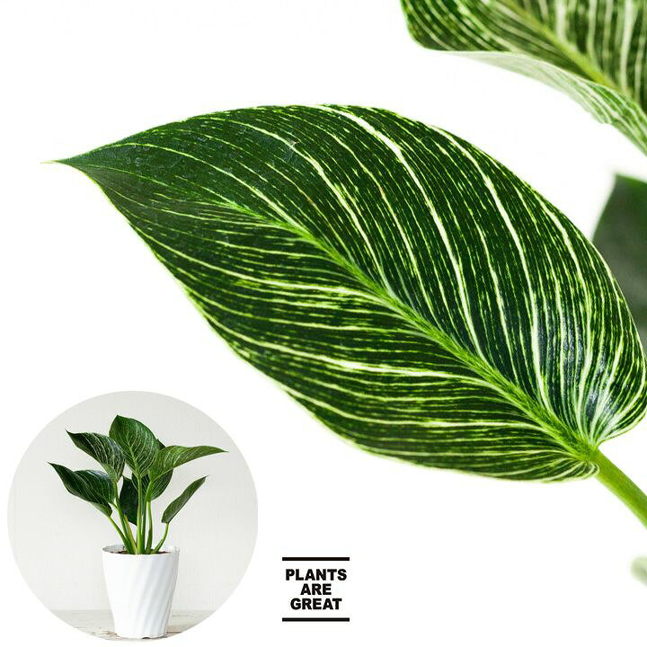 楽天市場 フィロデンドロン バーキン ｅ 花屋さん