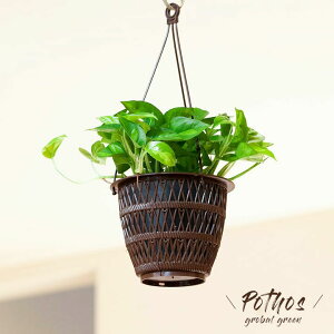 観葉植物 ポトス ハンギングの人気商品 通販 価格比較 価格 Com 観葉植物 ポトス ハンギングの人気商品 通販 価格比較 価格 Com