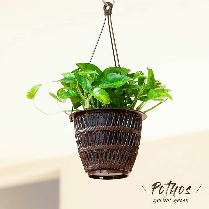 楽天市場 お手頃ハンギング ポトス グローバルグリーン ｅ 花屋さん
