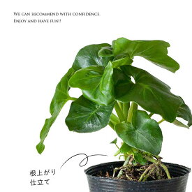 楽天市場 観葉植物 種類 植物 セローム 高さ 植物 70cm 花 観葉植物 花 ガーデン Diy の通販