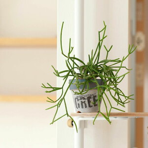 観葉植物 素焼き鉢 Diy 工具の人気商品 通販 価格比較 価格 Com 観葉植物 素焼き鉢 Diy 工具の人気商品 通販 価格比較 価格 Com