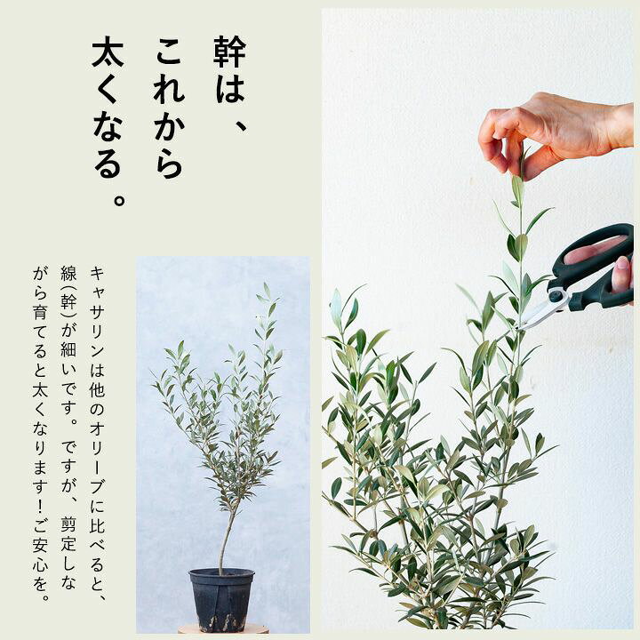 楽天市場 銀葉が美しく 実がなりやすい人気種 オリーブ セントキャサリン ｅ 花屋さん