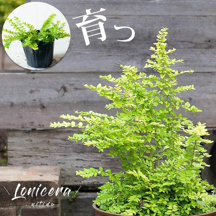 楽天市場 ロニセラ おすすめコレクション ｅ 花屋さん