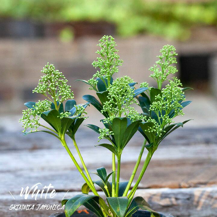 楽天市場 スキミア ルベラホワイト純国産3号苗 今月の植物 e 花屋さん 楽天市場 スキミア ルベラホワイト純国産3号苗 今月の植物 e 花屋さん
