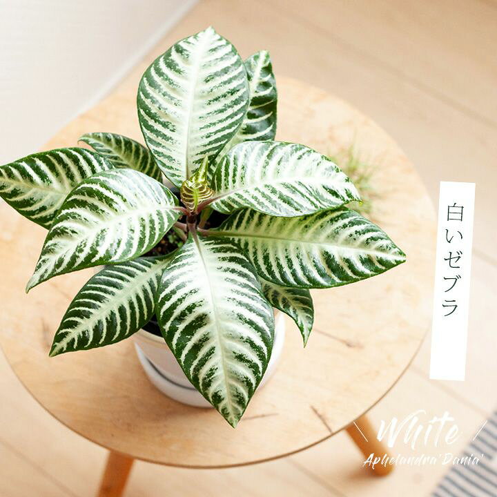 楽天市場 観葉植物 今月のおすすめ アフェランドラ ダニア シルバークラウド e 花屋さん 楽天市場 観葉植物 今月のおすすめ アフェランドラ ダニア シルバークラウド e 花屋さん