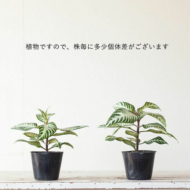 楽天市場 観葉植物 今月のおすすめ アフェランドラ ダニア シルバークラウド ｅ 花屋さん
