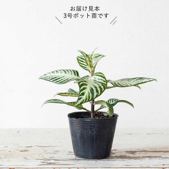 楽天市場 観葉植物 今月のおすすめ アフェランドラ ダニア シルバークラウド e 花屋さん 楽天市場 観葉植物 今月のおすすめ アフェランドラ ダニア シルバークラウド e 花屋さん