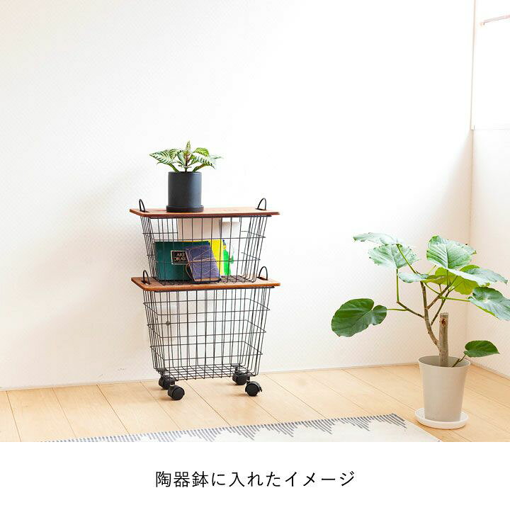 楽天市場 観葉植物 今月のおすすめ アフェランドラ ダニア シルバークラウド e 花屋さん 楽天市場 観葉植物 今月のおすすめ アフェランドラ ダニア シルバークラウド e 花屋さん