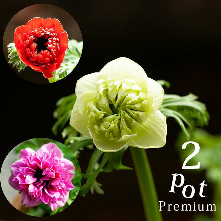楽天市場 八重咲 2年生 プレミアムアネモネ 2ポットset ｅ 花屋さん