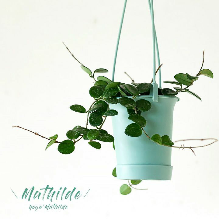 楽天市場 ホヤ マチルダ吊下げ鉢 ｅ 花屋さん