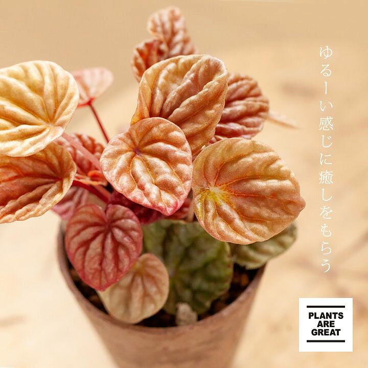 楽天市場 Tableグリーン ペペロミア キト ｅ 花屋さん