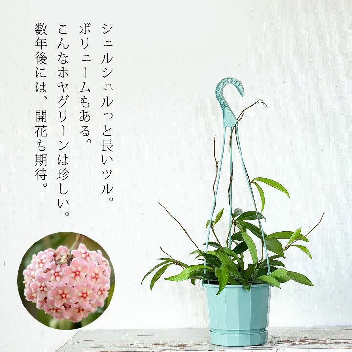 楽天市場 ホヤ カルノーサ グリーン ｅ 花屋さん